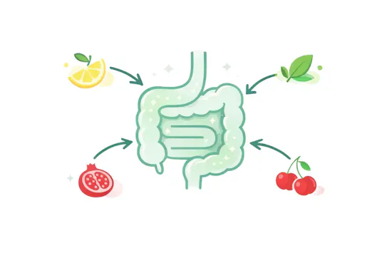 Diagram of how True Lemon Defend can help with absorption.