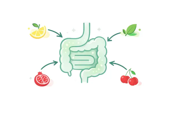 Diagram of how True Lemon Defend can help with absorption.