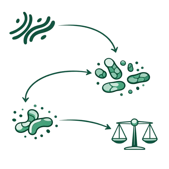 Diagram of how Curb feeds gut flora, makes better bacteria, and enhances satiety.
